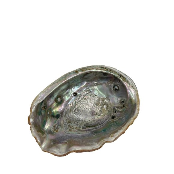 Pacific Ocean Iridescent Abalone Seashell Sea Shell Beach Nautical Home Decor - Picture 1 of 5